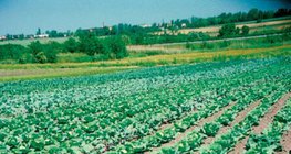 Байцааны талбай