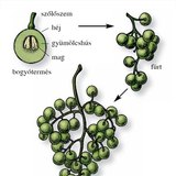 A szőlőfürt felépítése