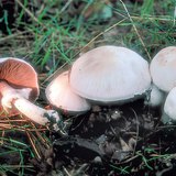 Улайсан модон мөөг