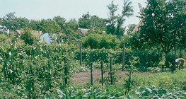 Ургамал хамтруулан тариалах