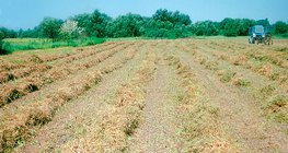 Хадсан царгас