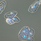 Хүний амны хөндийн салст бүрхүүлийн эсүүд