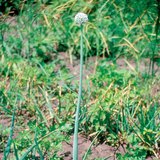 Цэцэглэж буй сонгино