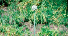 Цэцэглэж буй сонгино