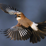 Цагчаа ятгашаазгай