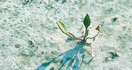 Марзанд ургасан ургамал