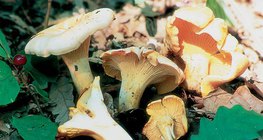 Үнэгэн мөөг