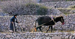 Газар дундын тэнгисийн бүс нутгийн хөдөө аж ахуй