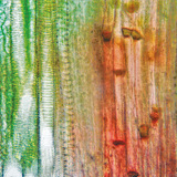 Ургамлын судасны эд (хулууны иш)