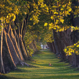 Эгнүүлэн тарьсан платан модод