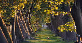 Эгнүүлэн тарьсан платан модод