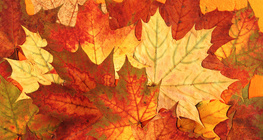 Намрын навчис