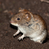 Хулгана