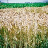 Улаан буудайн түрүү