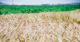 Улаан буудайн түрүү