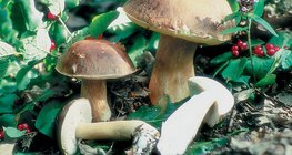 Порчини мөөг