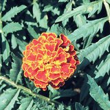 Хилэн цэцэг