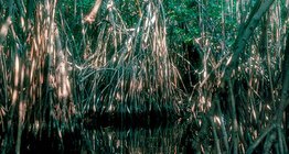 Мангр модтой намаг