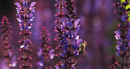 Нугын мугваа дээрх зөгий