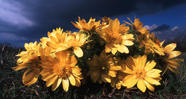 Трансильванийн адонис