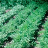 Ургаж буй лууван