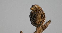 Гэрийн бор шувуу (эмэгчин)