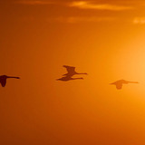 Нарны гэрэлд нисч буй шувууд