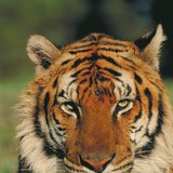 Бенгалийн бар