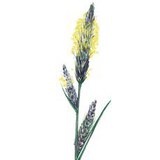 Биржгэр өлөн