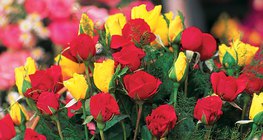 Өнгөт цэцгүүд