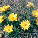 Трансильванийн адонис