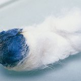 Иод нь цардуултай урвалд орж, цэнхэр өнгө үүсгэдэг