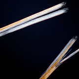 Салаалсан үсний үзүүр