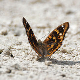 Апатура илиа