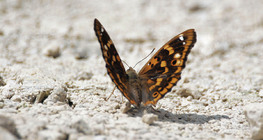 Апатура илиа