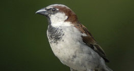 Оронгийн бор шувуу