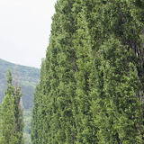 Ломбарди улиас мод
