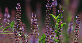 Нугын мүгваа