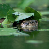 Голын халиу