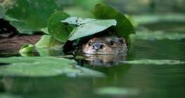 Голын халиу