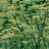 Сарвуун цийр