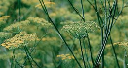 Сарвуун цийр