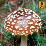 Улбар ялхор