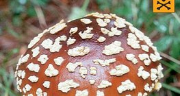 Улбар ялхор