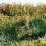 Биржгэр өлөн ургасан газар