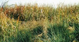 Биржгэр өлөн ургасан газар