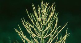 Хээрийн шивлээ