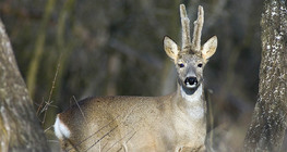 Эр бор гөрөөс