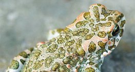 Европын ногоон бах мэлхий