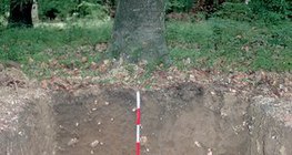 Profile of brown forest soil